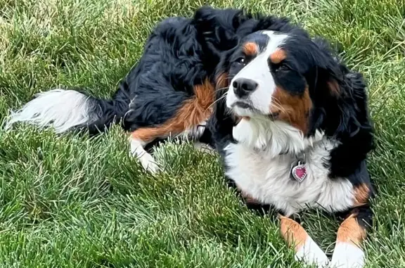 Missing dog Cedar City, photo: Lost: Small Black Tri-Color Dog in Cedar City