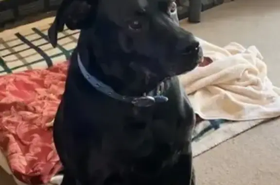 Missing Senior Black Lab/Pit Mix - Help!