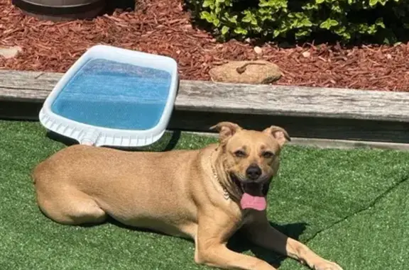 Lost Golden Dog - Found on Paul St, 32