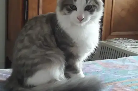 Chat perdu, Sarzeau, photo: Chat perdu : Tigré blanc, pucé, Sarzeau