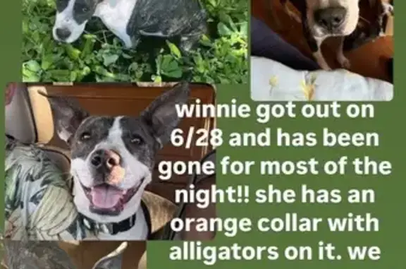 Lost Dog: Brindle Coat, Orange Collar