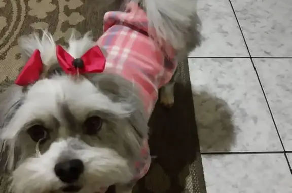 cachorro desaparecida