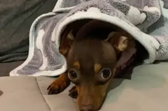 Help Find Canela: Lost Mini Pinscher