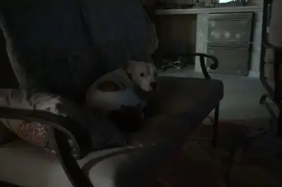 Found dog Broken Arrow, photo: Found: White/Brown Pit Bull on E 59th St