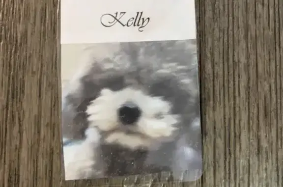 Lost Elderly Dog in Beach Park, IL
