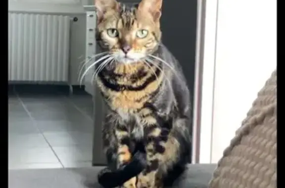 Chat Bengal Marble perdu, Annonay - photo