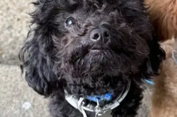 Lost Black Dog: Sweet but Skittish