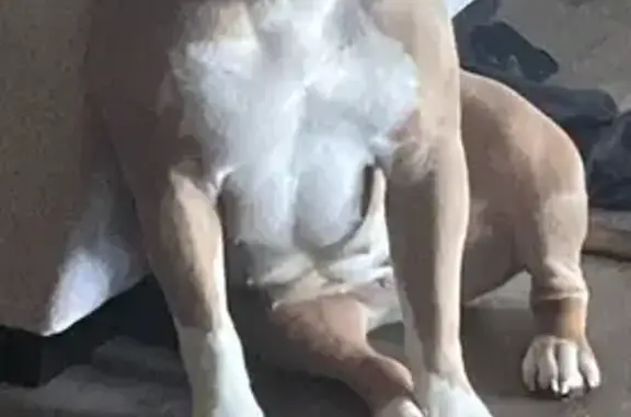Lost Dog: White & Brown, Pink Nose - St. Paul