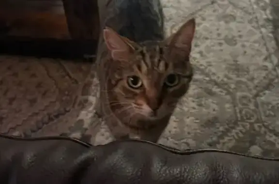 Lost pets Fort Worth, photo: Lost Cat: Friendly, Grey Collar, Ft Worth