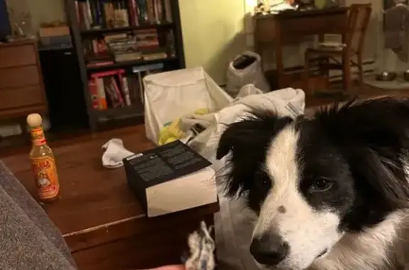 Missing dog Longview, photo: Lost Border Collie on Douglas St, Longview