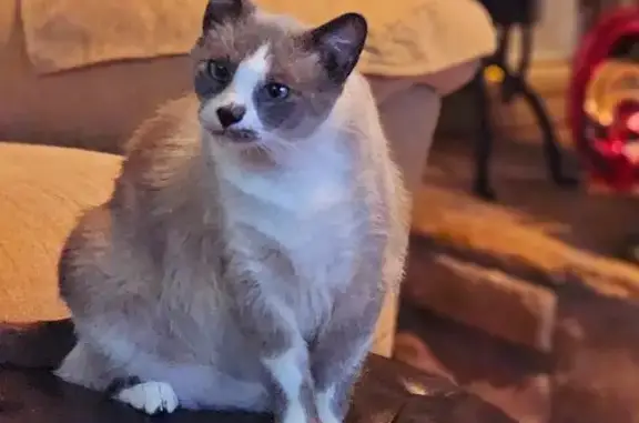 Missing cat Columbus, photo: Lost Cat Silver: Scared on Abel Merril Rd