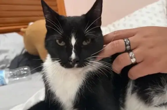 Found cat New York, photo: Friendly Tuxedo Cat Found in Bellmore