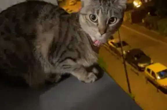 Chatte perdue à Goussainville : Savannah - photo