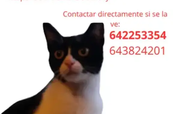 Gato Perdido en Los Campos: ¡Ayúdanos!