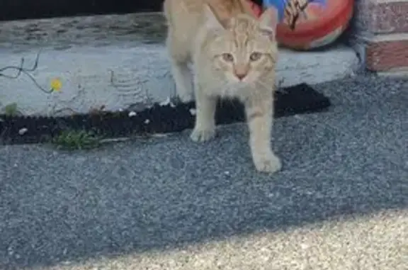 Animaux trouvés Amiens, photo: Chat roux amical trouvé à Amiens