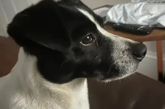 Lost Black & White Terrier: Atlanta SE