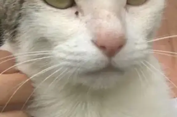 Chat perdu, Thionville, photo: Chat perdu entre Hayange et Thionville