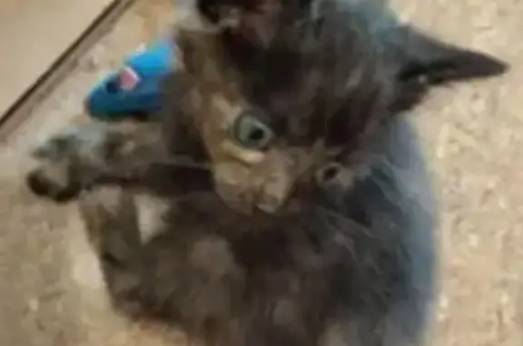 Lost and found pets , photo: Lost Torbie Cat on Myrtle Ave - Help!