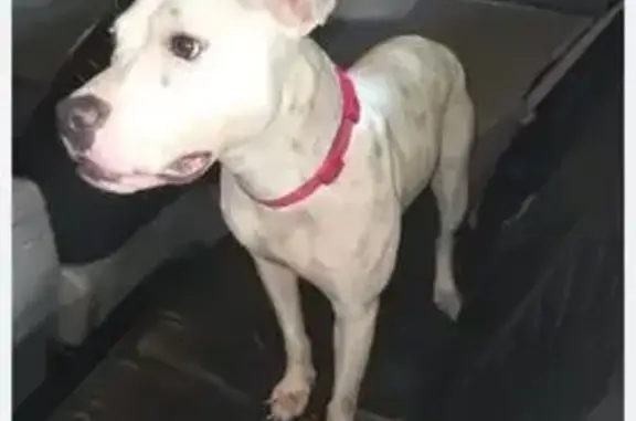 Found dog Mooresville, photo: Found: Safe Pitbull in Mooresville