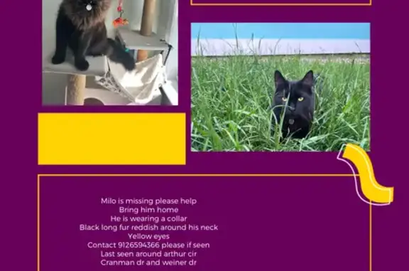 Missing cat Savannah, photo: Lost Cat: Black Fur, Yellow Eyes, Savannah