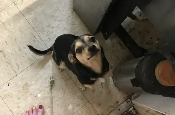 Lost Dog: Tiny, Sock-Like Paws, 76th St