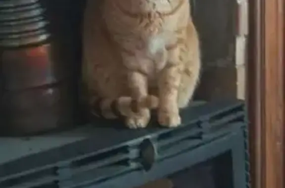 Chat roux tigré perdu à Flers - photo