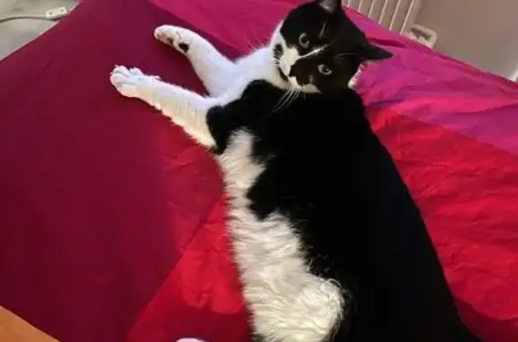 Chat perdu, Bois-Guillaume, photo: Chatte perdue: Missy, noire et blanche
