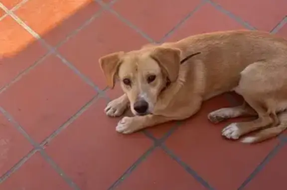 Es un perro marrón clarito, tiene el pecho blanco, de tamaño medio, va sin collar pero tiene chip, responde a su nombre y es muy dócil pero algo miedoso. Debería ir con una perra de color blanco u negro (la de las fotos)son hermanos, los hemos perdido a los dos.