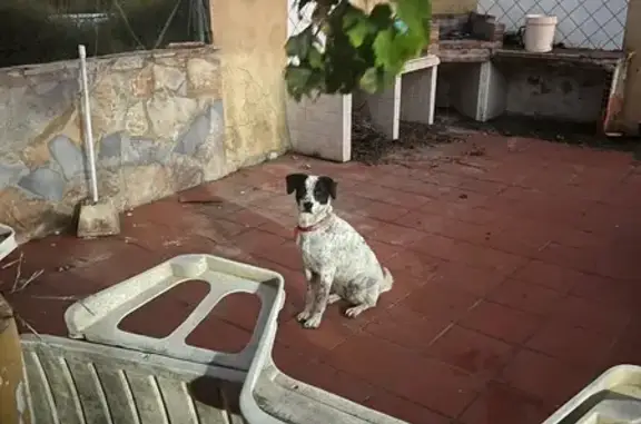 Es una perra blanca con manchas pequeñas negras, y las orejas negras con dos manchas negras grandes en la columna, lleva un collar rosa y es de tamaño mediado, debería ir con otro perro marrón claro llamado Snoppy(el de las fotos), son hermanos, los hemos perdido juntos. Responde a su nombre y tiene chip.