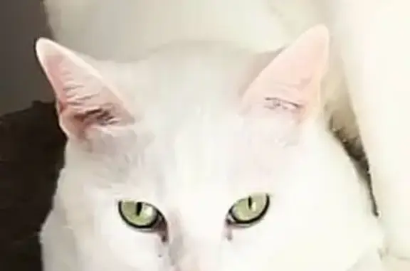 Animaux perdus Besançon, photo: Chatte blanche Bébé perdue à Besançon