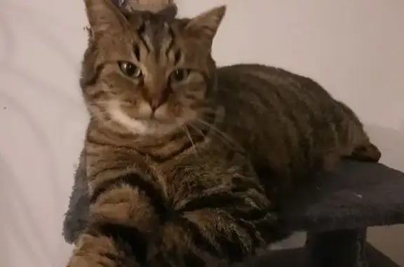 Animaux perdus Jaunay-Marigny, photo: Chat perdu à Jaunay-Marigny, Rue de Bourgcanin