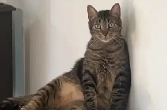 Animaux perdus Saint-Didier-sur-Chalaronne, photo: Chat perdu : Rachid, mâle tigré 5 ans