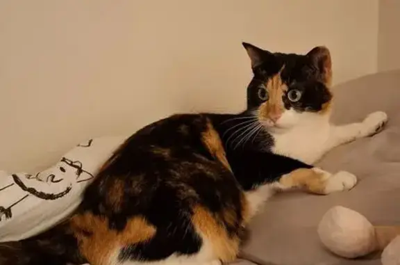 Chat perdu, La Bazoge, photo: Chatte calico perdue à La Bazoge