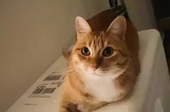 Lost and found pets San Diego, photo: Lost Orange Tabby: New Salem St, SD