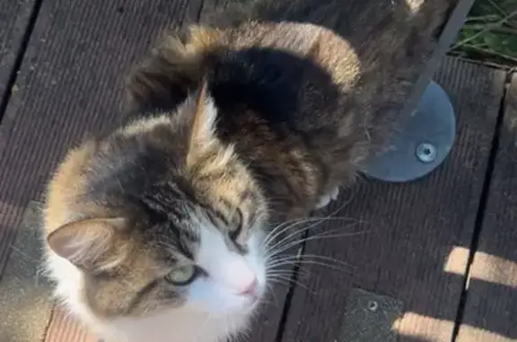 Animaux trouvés Chalon-sur-Saône, photo: Chat trouvé, très affectueux, Chalon-sur-Saône