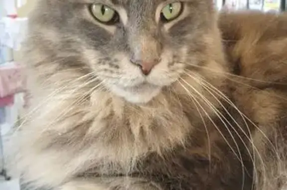 Chat perdu, Éleu-dit-Leauwette, photo: Chat gris perdu, Rue Maurice Camphin