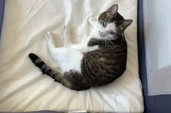 Chat perdu, Guipavas, photo: Chatte tigrée marron et blanche perdue