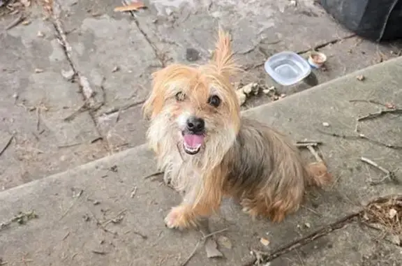 Found dog Philadelphia, photo: Found Dog on 66th Ave, Philadelphia