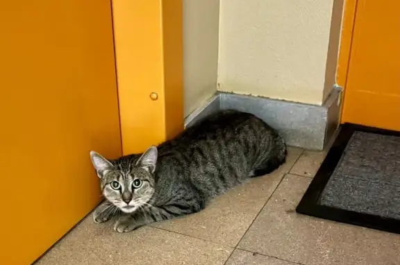 Chat trouvé Mâcon, photo: Chatte trouvée, collier rose, Mâcon