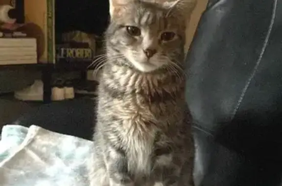 Chat perdu, Brive-la-Gaillarde, photo: Chatte perdue, pelage gris tigré blanc