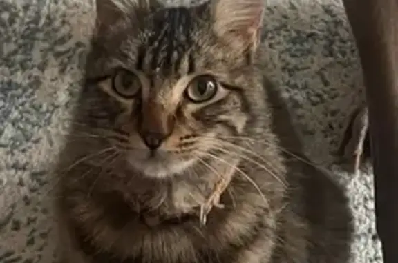 ¡Ayúdanos a encontrar a Lúa, gata perdida!