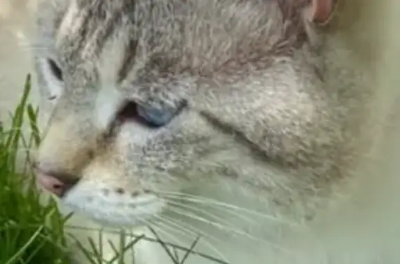 Chat perdu, , photo: Chat perdu, tabby point, yeux bleus, St-Maurice