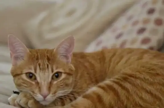 Gato Atigrado Naranja Perdido en Alcobendas