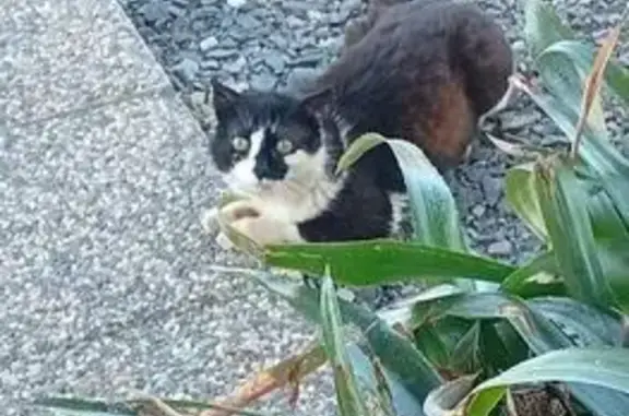 Chat trouvé , photo: Chat malade trouvé et amené d'urgence