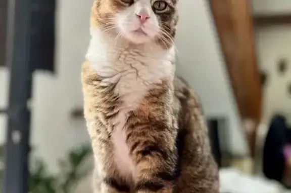 Animaux perdus Saint-Gély-du-Fesc, photo: Chatte tricolore perdue à Saint-Gély-du-Fesc