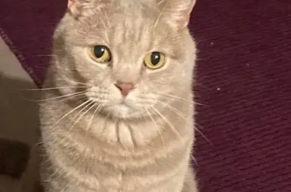Animaux perdus Wissembourg, photo: Chat perdu : mâle craintif, Rue St-Jean