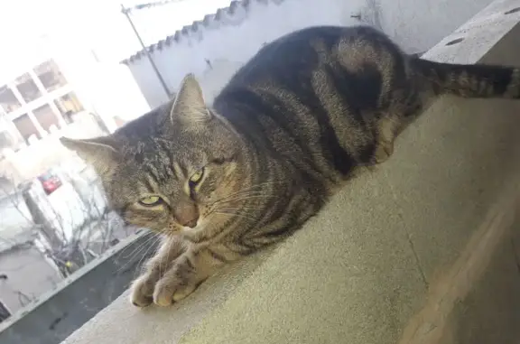 Chat perdu: malade, calme, rue Porte au Prévost - photo