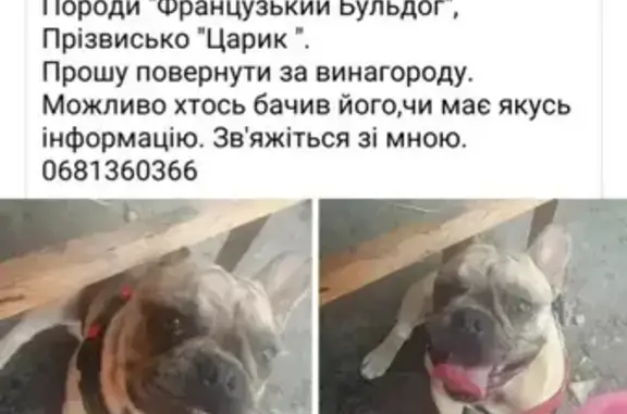 Зникла собака в Первомайську: особливі прикмети