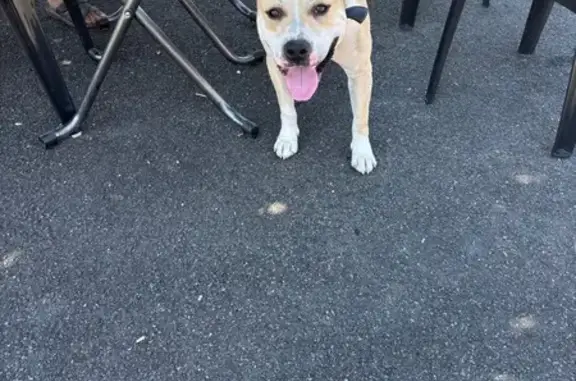 Animaux trouvés Vignoux-sur-Barangeon, photo: Staff crème et blanc trouvé à Vignoux