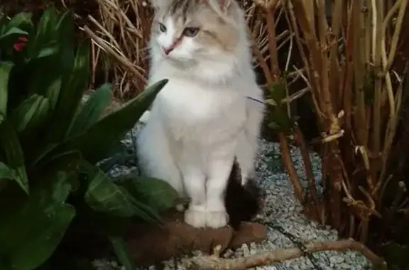Animaux perdus , photo: Chat perdu : mâle castré blanc et gris